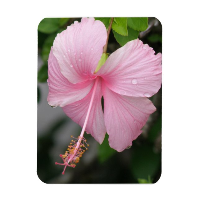 Magnet Flexible Aimant Premium Hibiscus rose (Vertical)