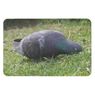 Magnet Flexible Aimant Premium Pigeon dormant