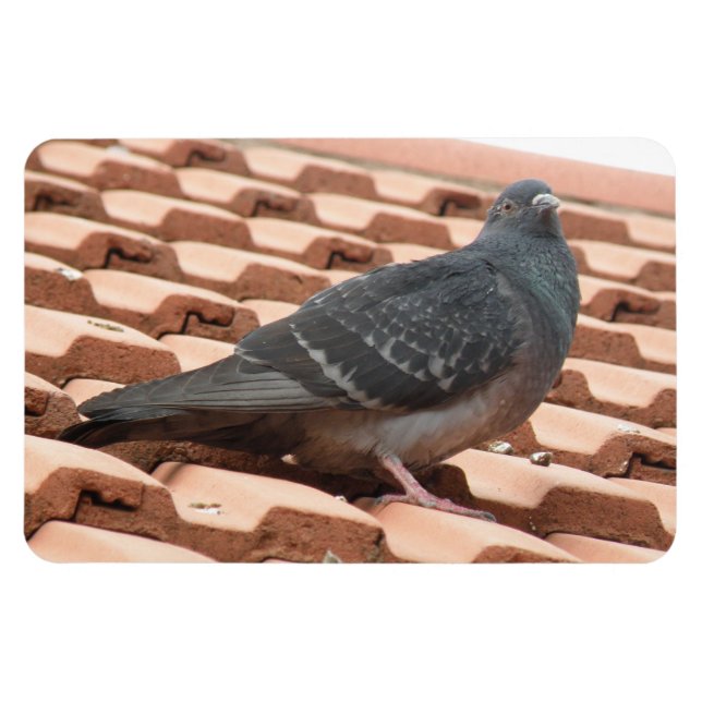 Magnet Flexible Aimant Premium Pigeon sur le toit (Horizontal)