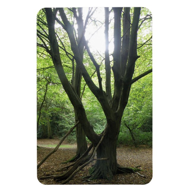 Magnet Flexible Aimant Premium Sunshine Woodland (Vertical)