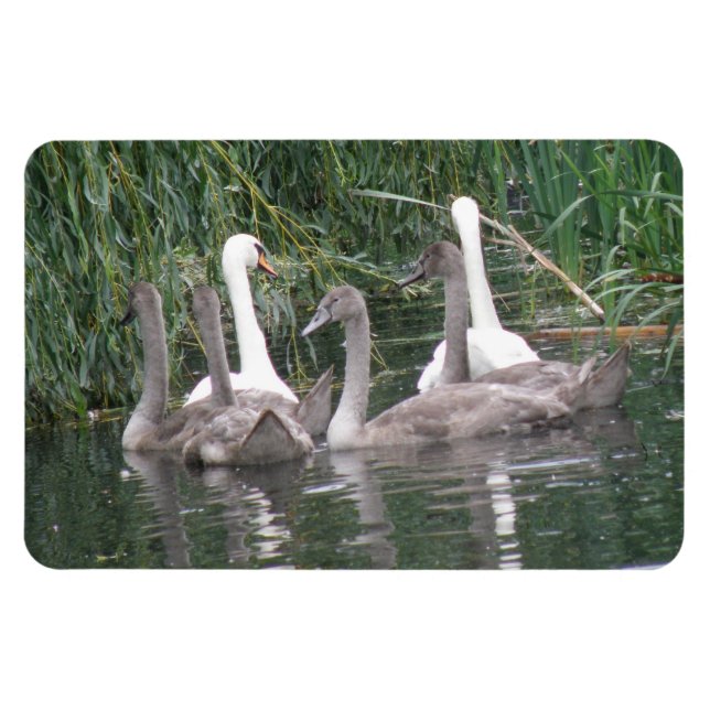 Magnet Flexible Aimant Premium Swan et Cygnets (Horizontal)