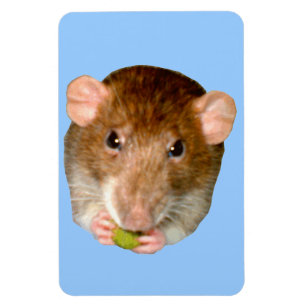 Magnet Flexible Aimant Rat Premium