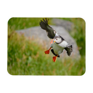 Magnet Flexible Aimant rectangulaire volant d'oiseau de Puffin de 