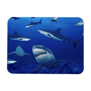 Magnet Flexible Aimant requins