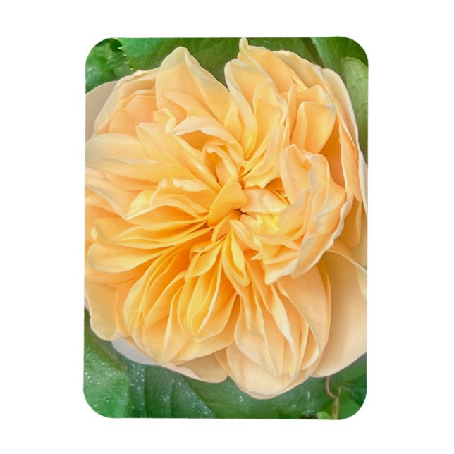 Magnet Flexible Aimant Rose Jaune (Vertical)
