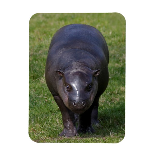Magnet Flexible Aimant souple bébé hippopotame (Vertical)
