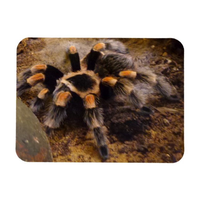 Magnet Flexible Aimant Tarantula 3 po x 4 po (Horizontal)