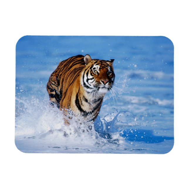 Magnet Flexible Aimant tigre (Horizontal)