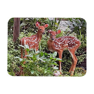 Magnet Flexible Aimant Twin Fawns