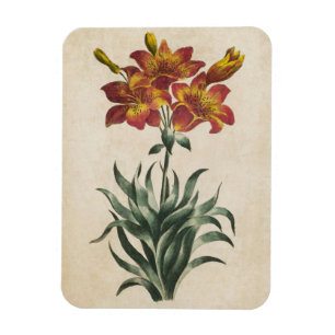 Magnet Flexible Aimant vintage de Lys Floral Botanique
