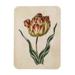 Magnet Flexible Aimant vintage de tulipe florale