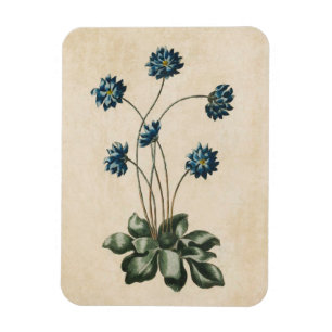 Magnet Flexible Aimant vintage d'Hypatica