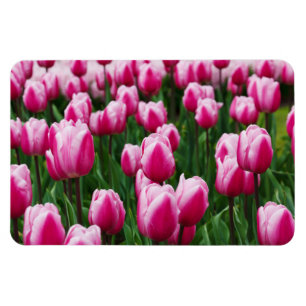 Magnet Flexible Aimants Tulipes Roses