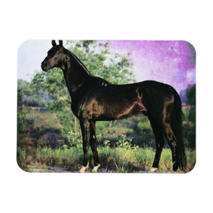Magnet Flexible Akhal-teke Stallion