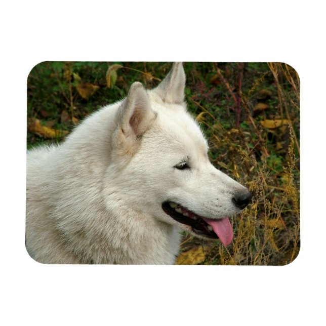 Magnet Flexible Alaskan Malamute Chien photo (Horizontal)