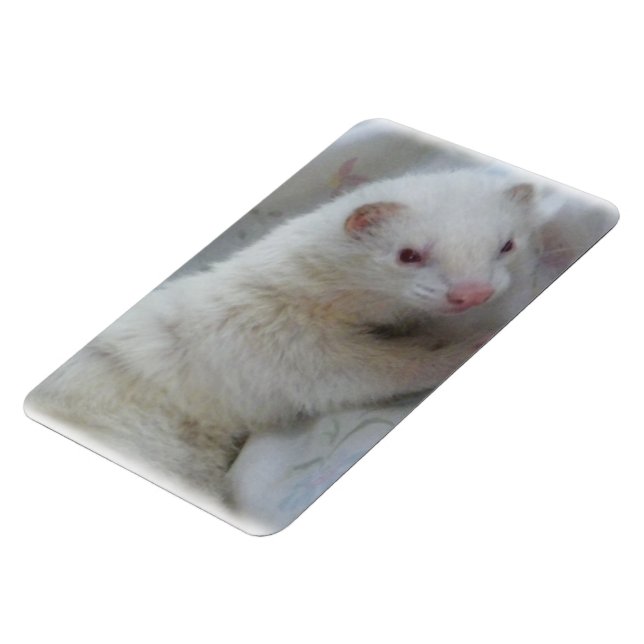 Magnet Flexible Albino Ferret Picture (Côté Gauche)