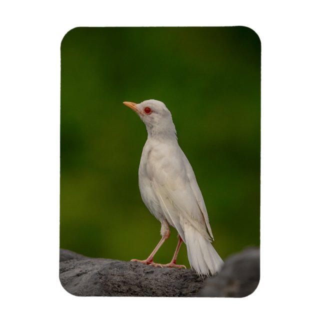 Magnet Flexible Albino Robin dans Crown Point (Vertical)