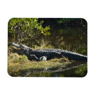 Magnet Flexible Alligator américain se chauffant au soleil, faune