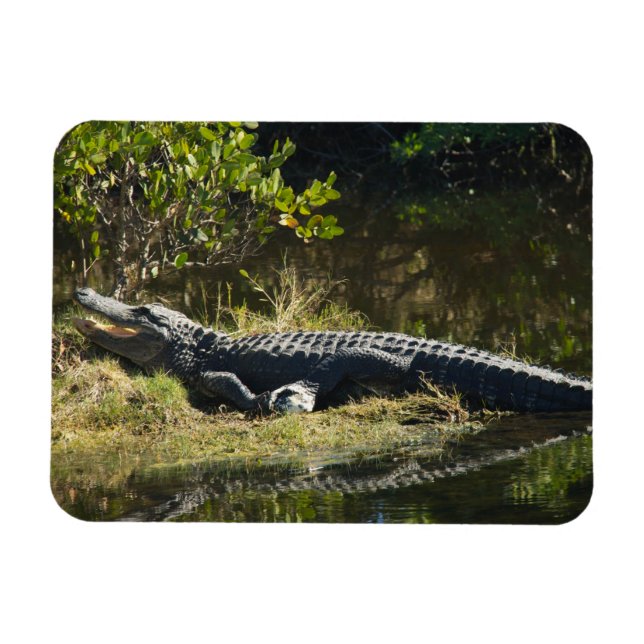 Magnet Flexible Alligator américain se chauffant au soleil, faune  (Horizontal)