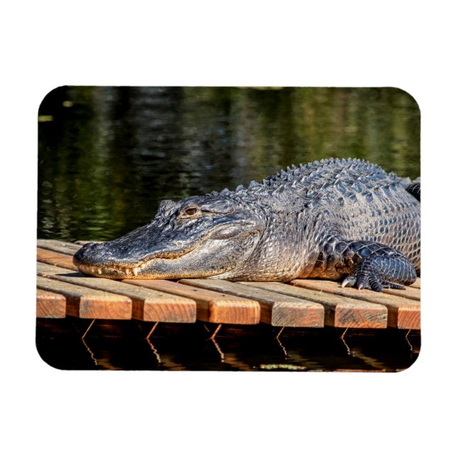 Magnet Flexible Alligator at Homosassa Springs Wildlife State Park (Horizontal)