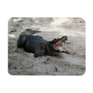 Magnet Flexible Alligator, Fort Lauderdale, Floride