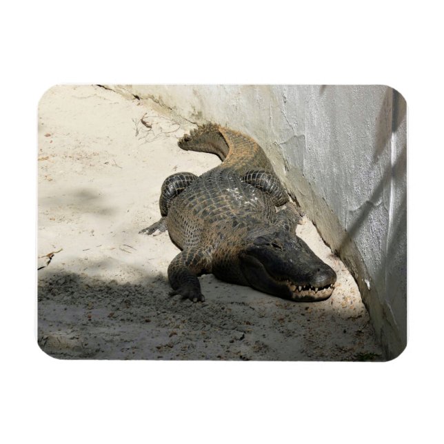 Magnet Flexible Alligator, Fort Lauderdale, Floride (Horizontal)