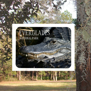 Magnet Flexible Alligator Smile, Parc National des Everglades, Flo