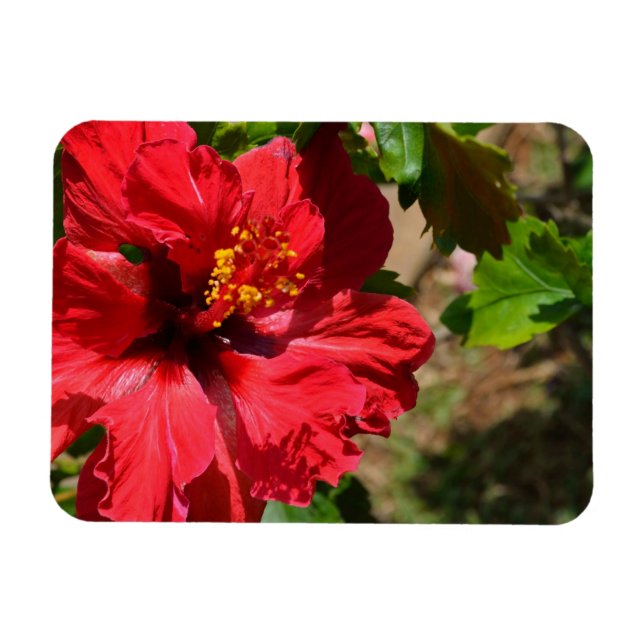 Magnet Flexible Amande d'hibiscus rouge (Horizontal)