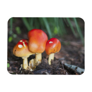Magnet Flexible Amanita family mushrom
