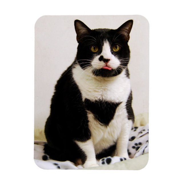 Magnet Flexible Amant de chat Tuxedo amusant (Vertical)
