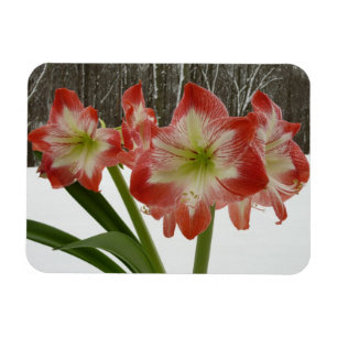 Magnet Flexible Amaryllis en Fête Rouge Neige Hiver Floral