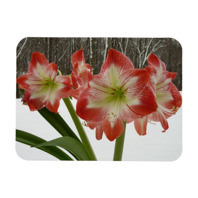 Magnet Flexible Amaryllis en Fête Rouge Neige Hiver Floral (Horizontal)