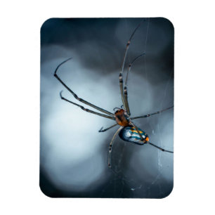 Magnet Flexible Amateurs d'araignée   Beauty Spider Avec Des Webs