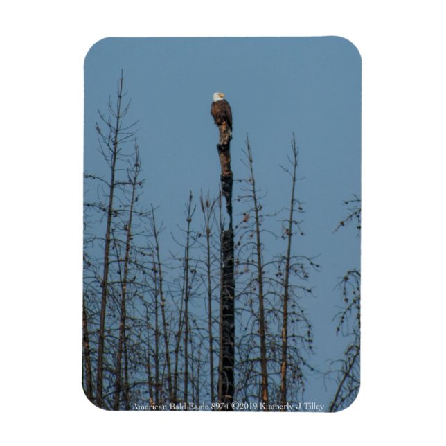Magnet Flexible American Bald Eagle 8974 (Vertical)