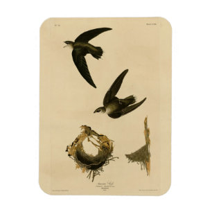 Magnet Flexible American (Chimney) Swift Audubon, Birds of America