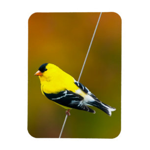 Magnet Flexible American Goldfinch - Photo originale