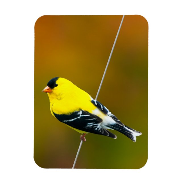 Magnet Flexible American Goldfinch - Photo originale (Vertical)