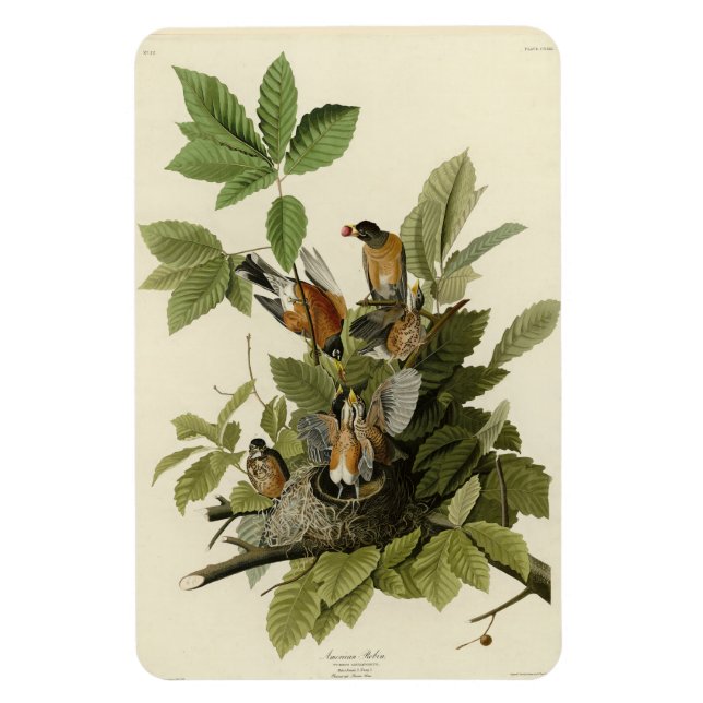 Magnet Flexible American Robin from Audubon's Birds of America (Vertical)