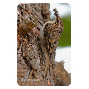 Magnet Flexible American Treecreeper avec bug