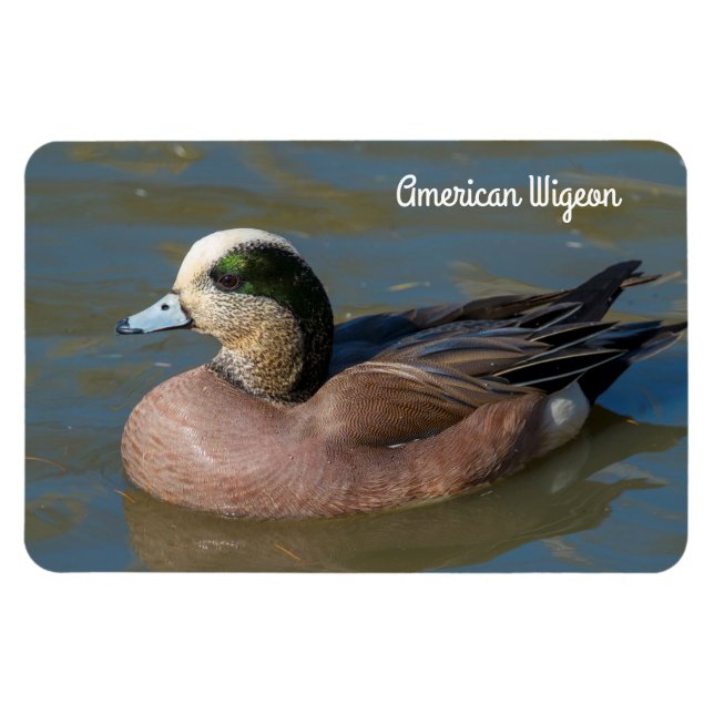 Magnet Flexible American Wigeon (Horizontal)