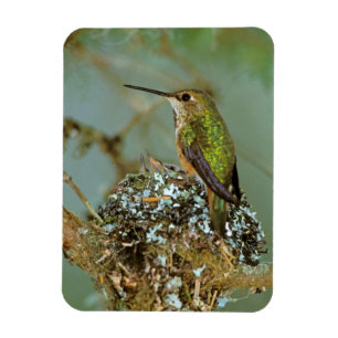 Magnet Flexible Amérique du Nord, États-Unis, Alaska. Colibri à go