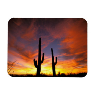Magnet Flexible Amérique du Nord, États-Unis, Arizona, désert de S