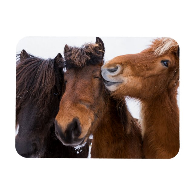 Magnet Flexible Amis du cheval islandais, Islande (Horizontal)