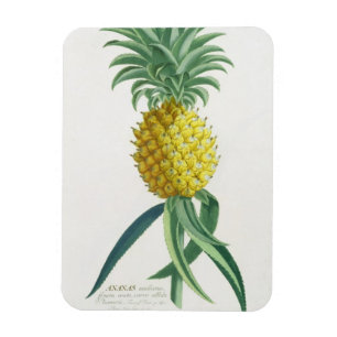 Magnet Flexible Ananas gravé par Johann Jakob Haid (1704-67)