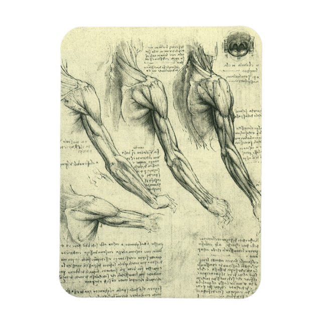 Magnet Flexible Anatomie du bras et de l'épaule par Léonard de Vin (Vertical)