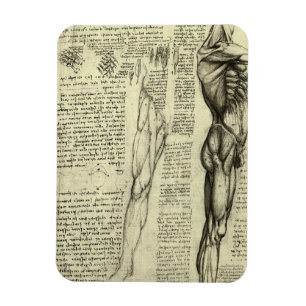 Magnet Flexible Anatomie humaine Muscles masculins par Leonardo da