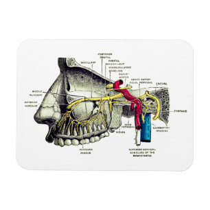 Magnet Flexible Anatomie maxillaire d'humain de nerfs