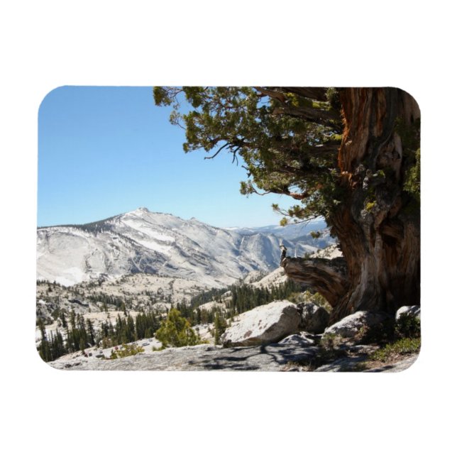 Magnet Flexible Ancien arbre du parc national Yosemite (Horizontal)