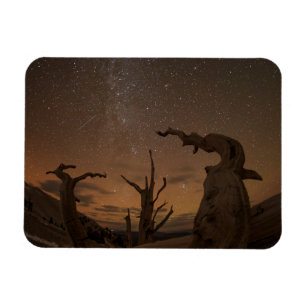Magnet Flexible Ancient Bristlecone Pine Forest California
