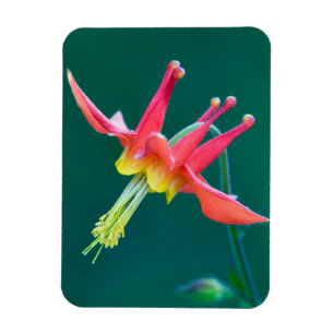 Magnet Flexible Ancolie rouge